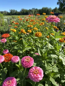 Partir ses semis de fleurs