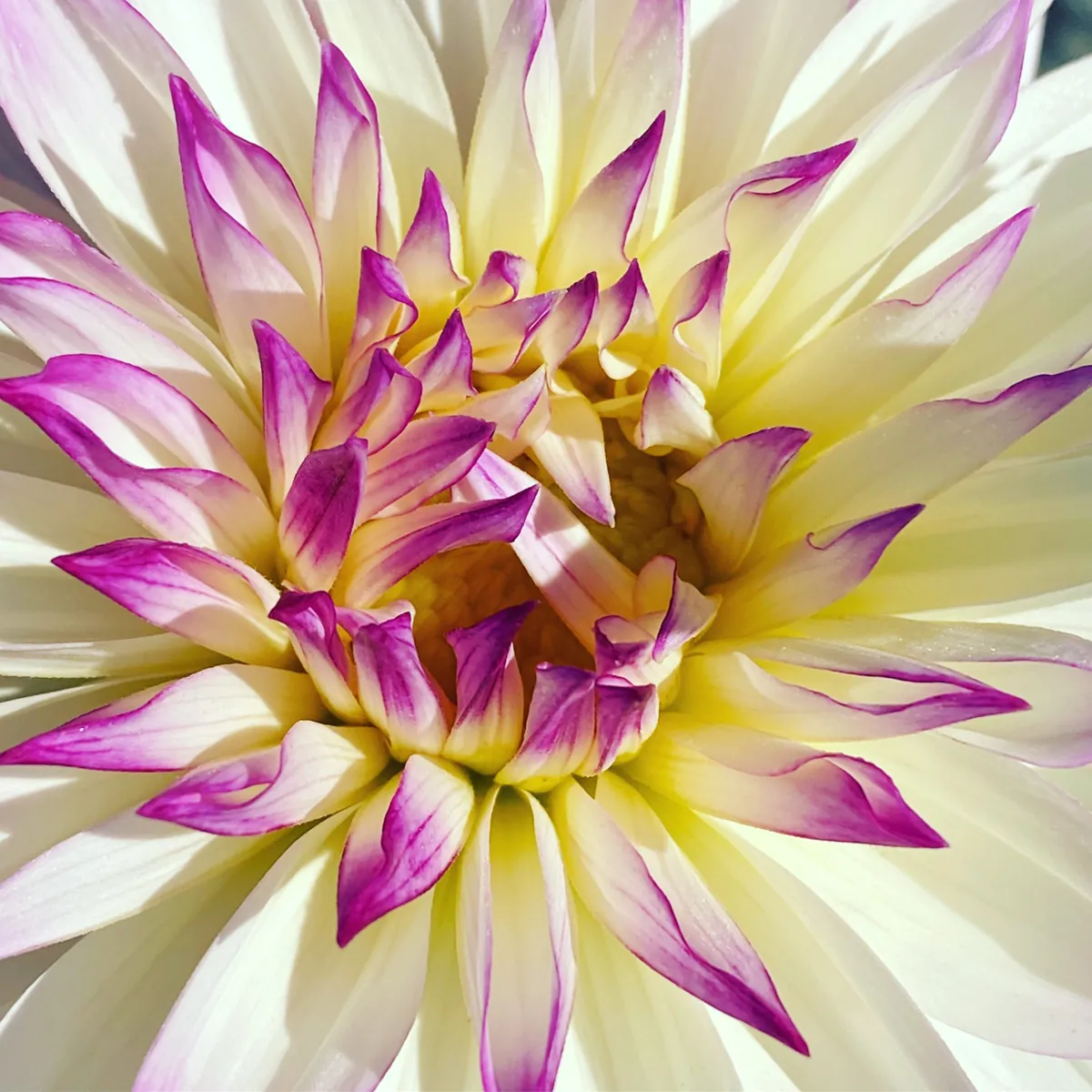 Brassée de dahlias