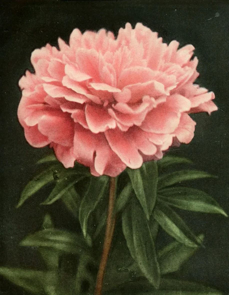 Les pivoines