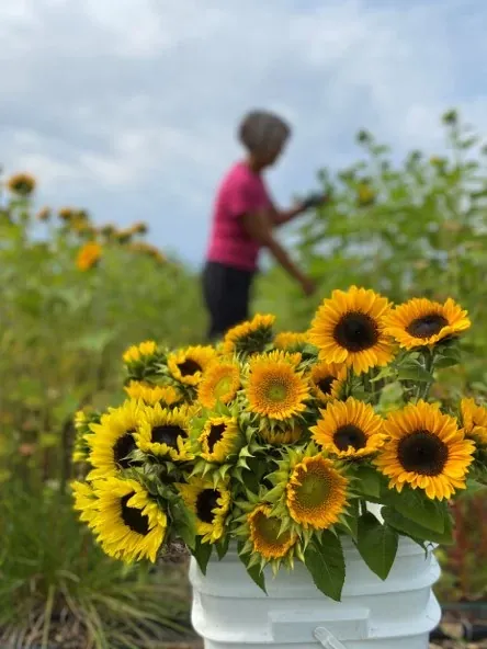 Tournesols