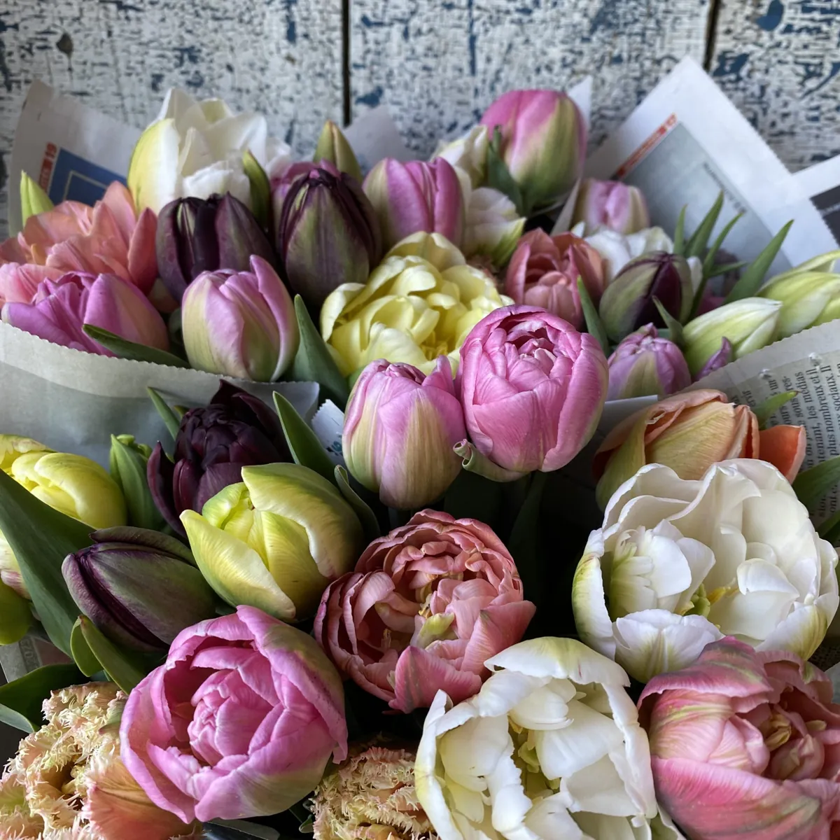 Les tulipes