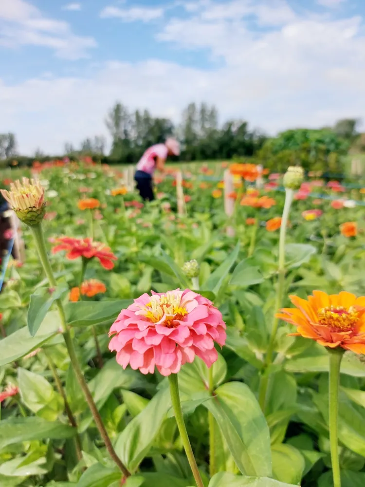 Rangs de zinnias en fleurs au champ